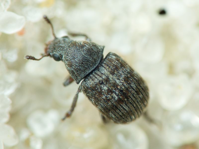 Anthribus nebulosus Förster, 1771